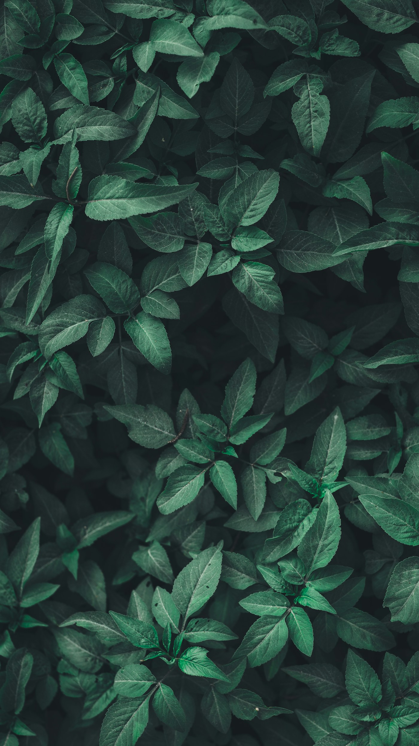 Interconnected veins and branching patterns in forest-green leaves